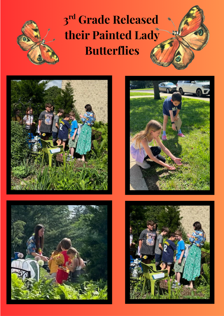  Butterfly Release Grade 3